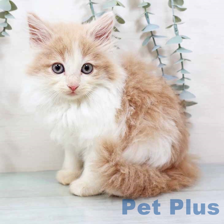 大阪府のノルウェージャンフォレストキャット (ペットプラス 鶴見店/2025年9月15日生まれ/男の子/クリームホワイト)の子猫の1枚目の画像