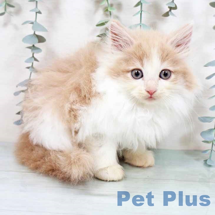 大阪府のノルウェージャンフォレストキャット (ペットプラス 鶴見店/2025年9月15日生まれ/男の子/クリームホワイト)の子猫の2枚目の画像