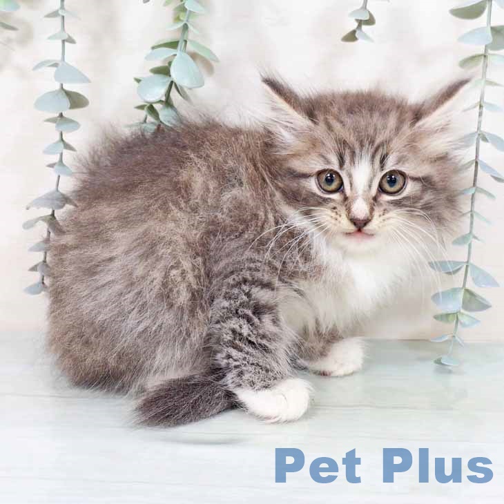 京都府のノルウェージャンフォレストキャット (ペットプラス 京都桂川店/2025年9月4日生まれ/男の子/ブルータビーホワイト)の子猫の1枚目の画像