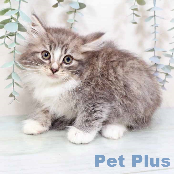 京都府のノルウェージャンフォレストキャット (ペットプラス 京都桂川店/2025年9月4日生まれ/男の子/ブルータビーホワイト)の子猫の2枚目の画像