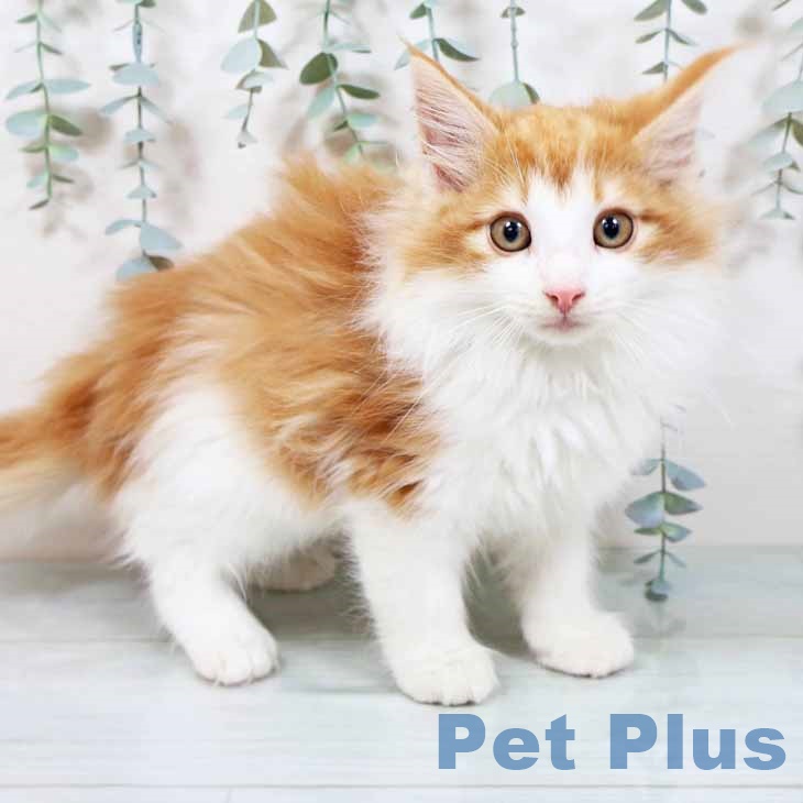 大阪府のノルウェージャンフォレストキャット (ペットプラス りんくう泉南店/2025年9月5日生まれ/男の子/レッドタビーホワイト)の子猫の1枚目の画像