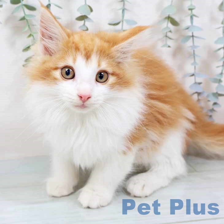 大阪府のノルウェージャンフォレストキャット (ペットプラス りんくう泉南店/2025年9月5日生まれ/男の子/レッドタビーホワイト)の子猫の2枚目の画像