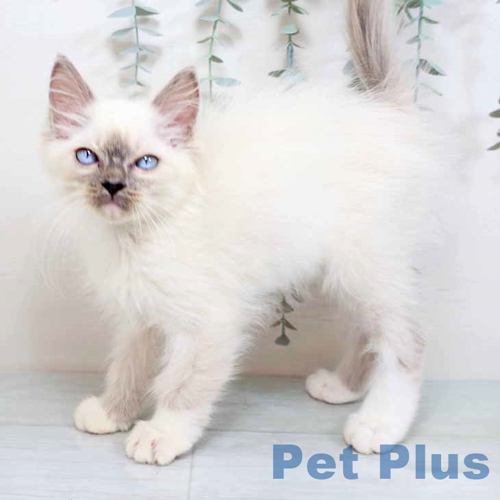 福岡県のラグドール (ペットプラス 福岡伊都店/2025年9月25日生まれ/男の子/ブルーポイントミテッド)の子猫
