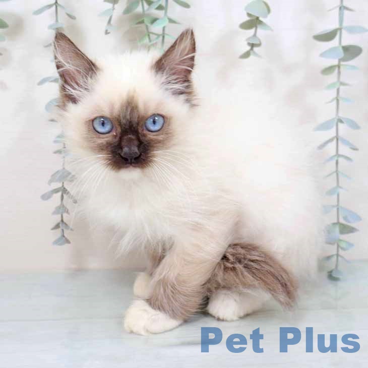 京都府のラグドール (ペットプラス 久御山店/2025年9月25日生まれ/女の子/シールポイントミテッド)の子猫の1枚目の画像