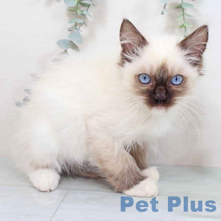 京都府のラグドール (ペットプラス 久御山店/2025年9月25日生まれ/女の子/シールポイントミテッド)の子猫の2枚目の画像