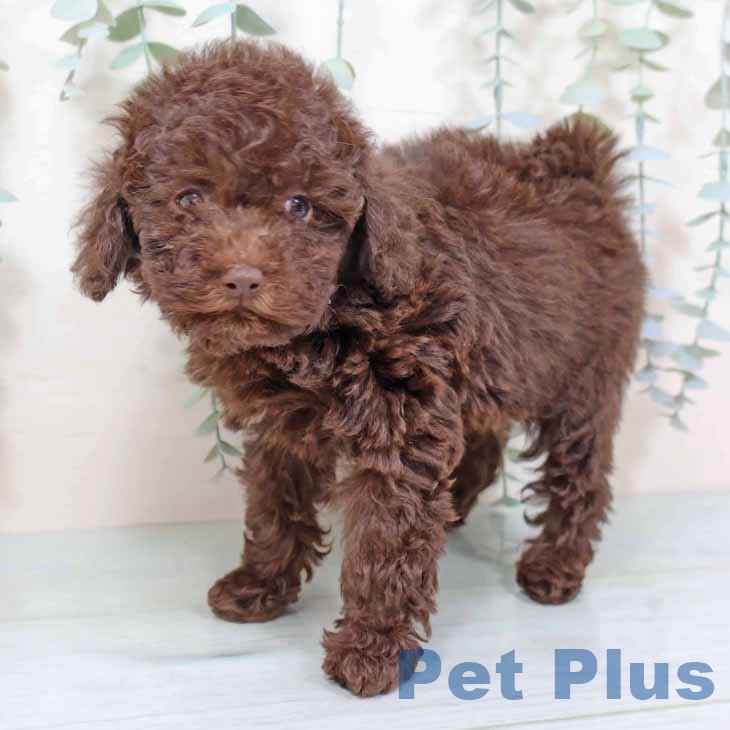大阪府のトイプードル(トイ) (ペットプラス りんくう泉南店/2025年9月25日生まれ/女の子/ブラウン)の子犬の1枚目の画像
