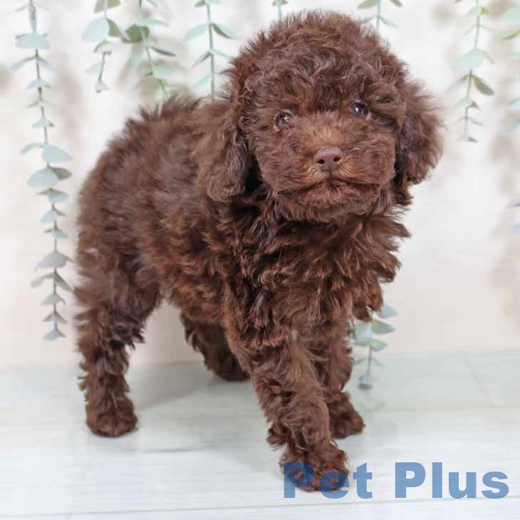 大阪府のトイプードル(トイ) (ペットプラス りんくう泉南店/2025年9月25日生まれ/女の子/ブラウン)の子犬の2枚目の画像