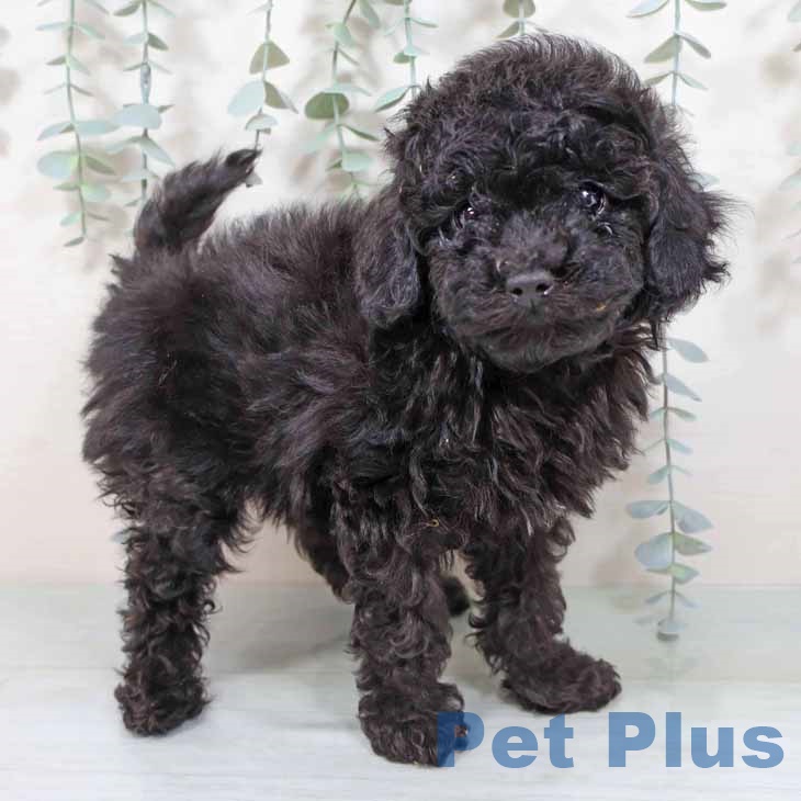 大阪府のトイプードル(トイ) (ペットプラス りんくう泉南店/2025年9月25日生まれ/女の子/ブラック)の子犬の1枚目の画像