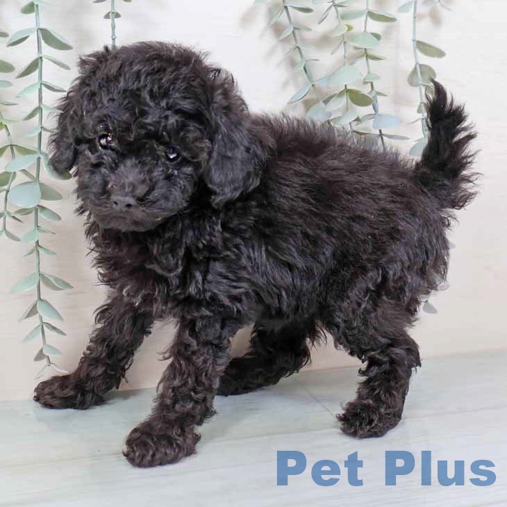 大阪府のトイプードル(トイ) (ペットプラス りんくう泉南店/2025年9月25日生まれ/女の子/ブラック)の子犬の2枚目の画像