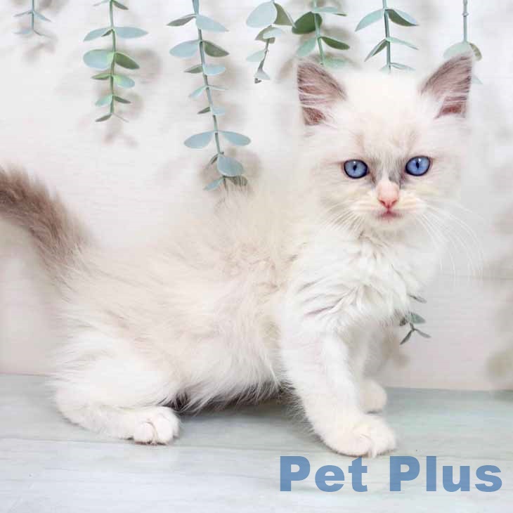 ラグドールの写真2