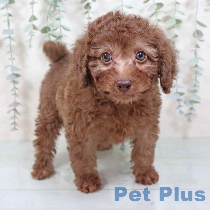 大阪府のトイプードル(トイ) (ペットプラス りんくう泉南店/2025年9月25日生まれ/男の子/カフェオレ)の子犬の1枚目の画像