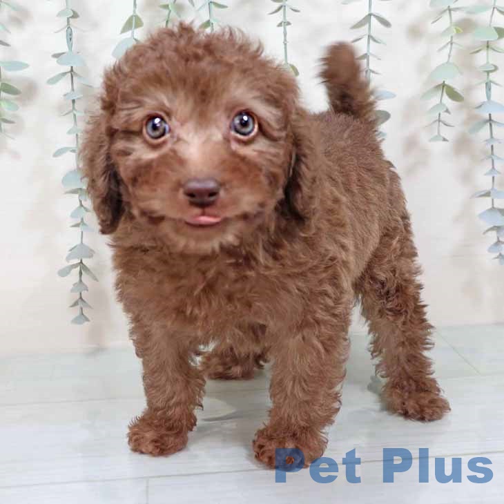 大阪府のトイプードル(トイ) (ペットプラス りんくう泉南店/2025年9月25日生まれ/男の子/カフェオレ)の子犬の2枚目の画像