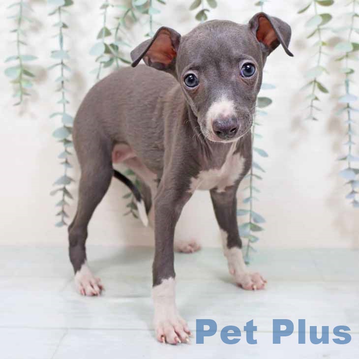 イタリアン・グレーハウンド