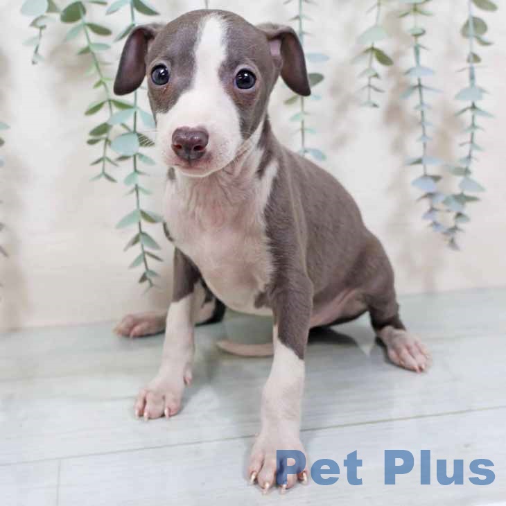 兵庫県のイタリアングレーハウンド (ペットプラス 神戸三宮店/2025年9月24日生まれ/男の子/ブルーホワイト)の子犬