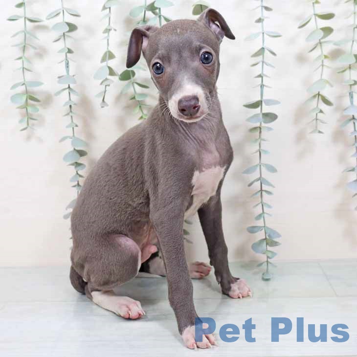 大阪府のイタリアングレーハウンド (ペットプラス 堺北花田店/2025年9月24日生まれ/男の子/ブルーホワイト)の子犬の1枚目の画像