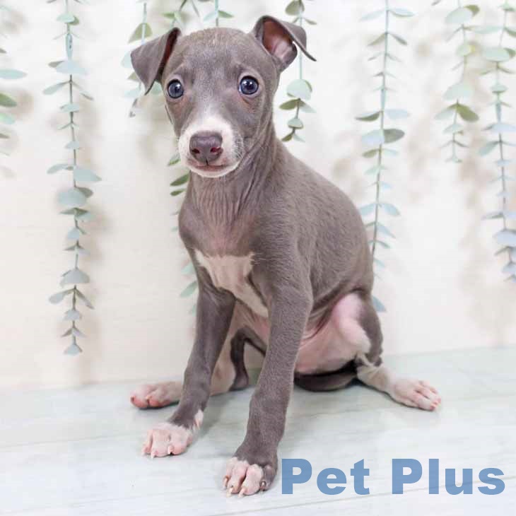 大阪府のイタリアングレーハウンド (ペットプラス 堺北花田店/2025年9月24日生まれ/男の子/ブルーホワイト)の子犬の2枚目の画像