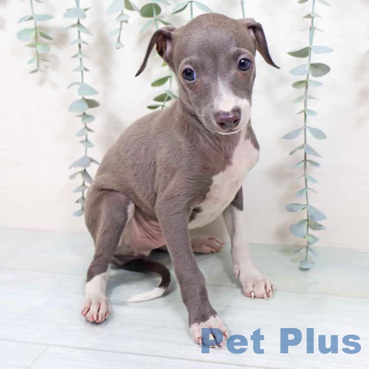 大阪府のイタリアングレーハウンド (ペットプラス 堺鉄砲町店/2025年9月24日生まれ/男の子/ブルーホワイト)の子犬の1枚目の画像