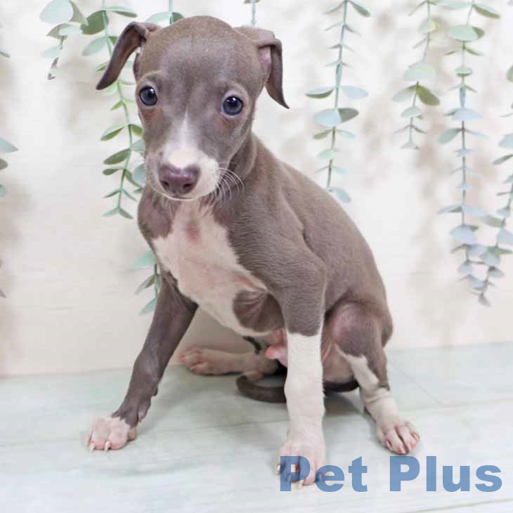 大阪府のイタリアングレーハウンド (ペットプラス 堺鉄砲町店/2025年9月24日生まれ/男の子/ブルーホワイト)の子犬の2枚目の画像