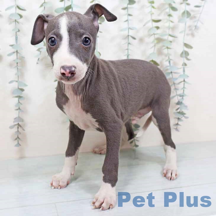 兵庫県のイタリアングレーハウンド (ペットプラス 姫路大津店/2025年9月24日生まれ/男の子/ブルーホワイト)の子犬の1枚目の画像