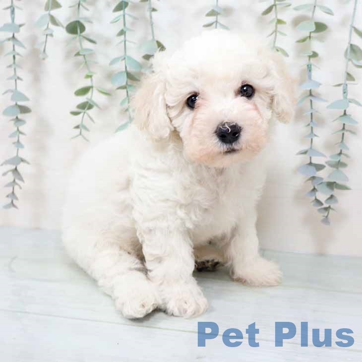 兵庫県のビションフリーゼ (ペットプラス 神戸三宮店/2025年9月26日生まれ/男の子/ホワイト)の子犬