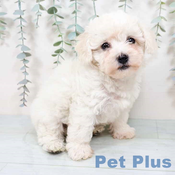 ビション・フリーゼ