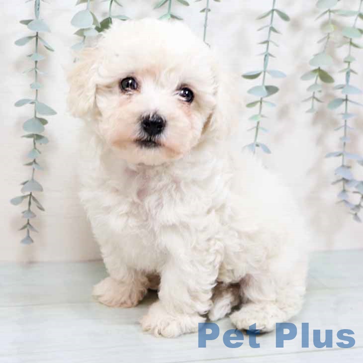 ビション・フリーゼの写真2