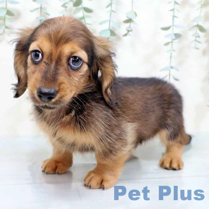 大阪府のミニチュアダックスフンド(ロング) (ペットプラス ららぽーと和泉店/2025年9月26日生まれ/男の子/シェーデットレッド)の子犬