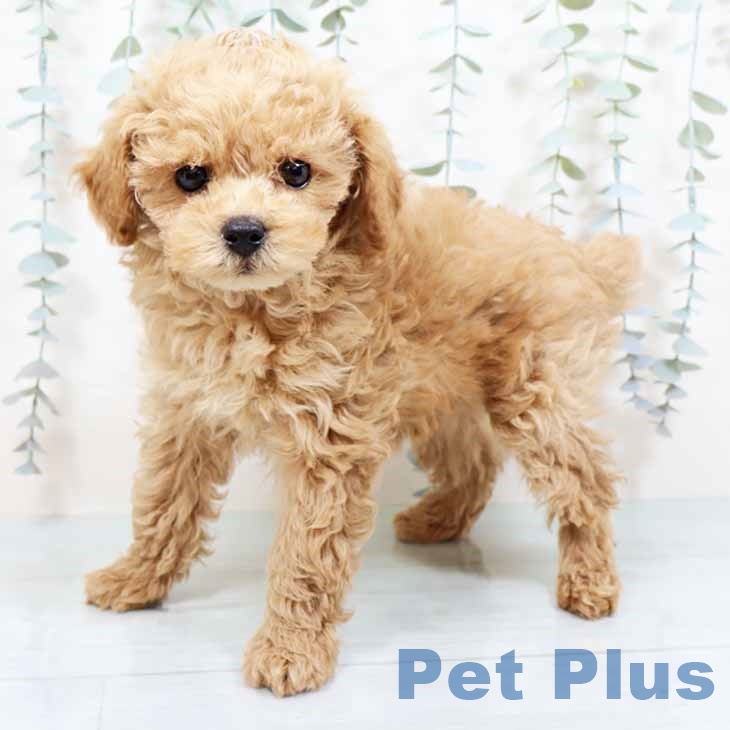 大阪府のトイプードル(トイ) (ペットプラス イオン大日店/2025年9月19日生まれ/男の子/アプリコット)の子犬