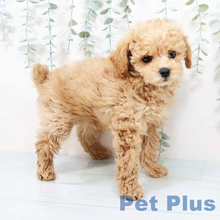 大阪府のトイプードル(トイ) (ペットプラス イオン大日店/2025年9月19日生まれ/男の子/アプリコット)の子犬の2枚目の画像