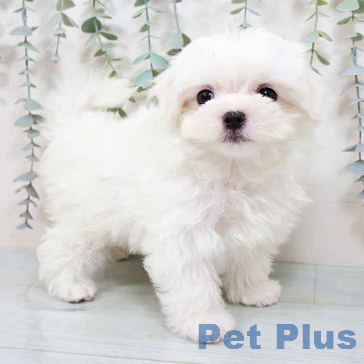 埼玉県のマルチーズ (ペットプラス 所沢店/2025年9月25日生まれ/男の子/ホワイト)の子犬の1枚目の画像