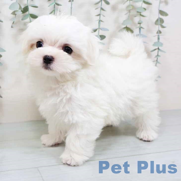 埼玉県のマルチーズ (ペットプラス 所沢店/2025年9月25日生まれ/男の子/ホワイト)の子犬の2枚目の画像