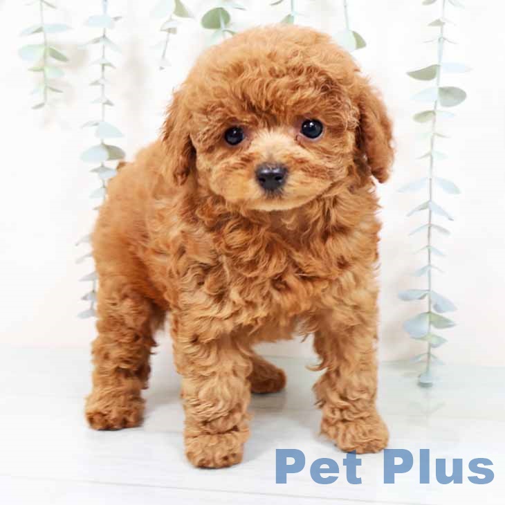 兵庫県のトイプードル(トイ) (ペットプラス 神戸三宮店/2025年9月24日生まれ/女の子/レッド)の子犬の1枚目の画像