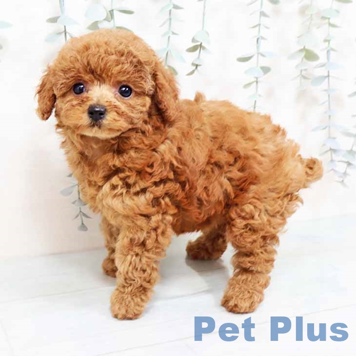 兵庫県のトイプードル(トイ) (ペットプラス 神戸三宮店/2025年9月24日生まれ/女の子/レッド)の子犬の2枚目の画像
