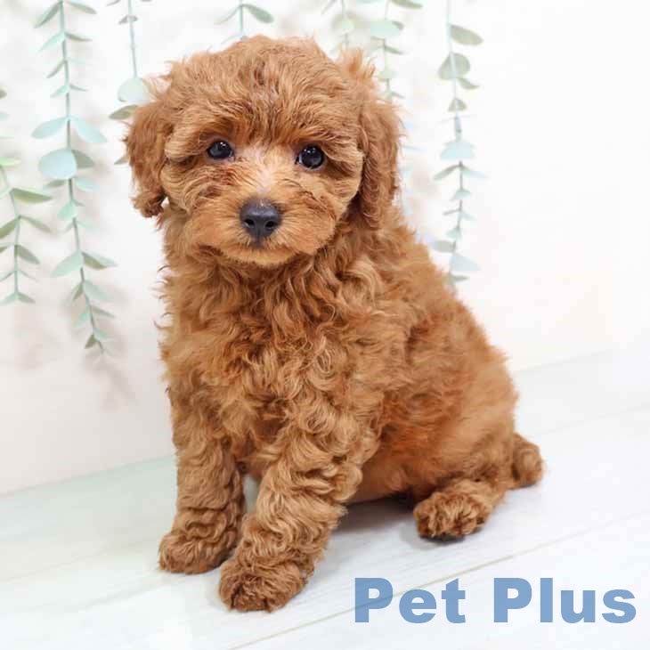 トイ・プードル