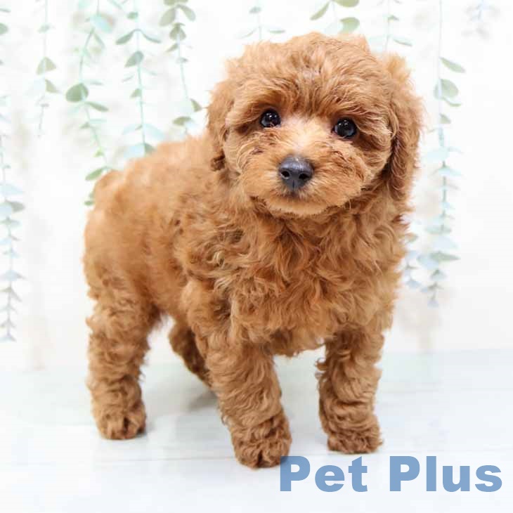 トイ・プードル