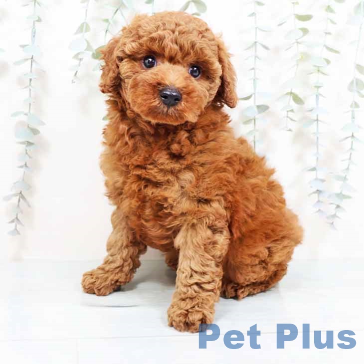 京都府のトイプードル(トイ) (ペットプラス 久御山店/2025年9月24日生まれ/男の子/レッド)の子犬