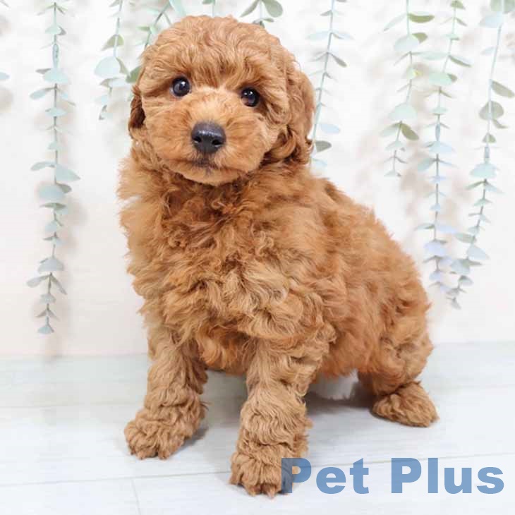 トイ・プードル