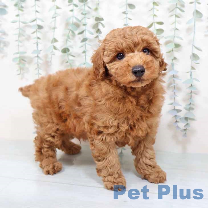 トイ・プードルの写真2