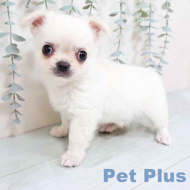 大阪府のチワワ(ロング) (ペットプラス りんくう泉南店/2025年9月25日生まれ/男の子/クリームホワイト)の子犬