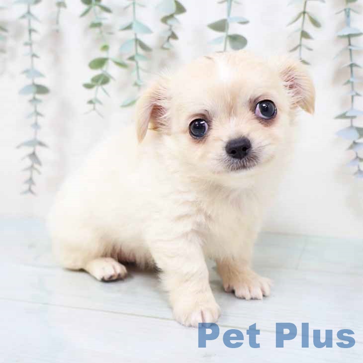 大阪府のチワワ(ロング) (ペットプラス ららぽーと和泉店/2025年9月25日生まれ/男の子/クリームホワイト)の子犬