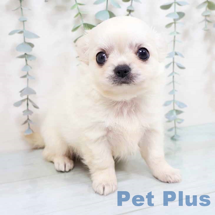 兵庫県のチワワ(ロング) (ペットプラス 神戸三宮店/2025年9月25日生まれ/男の子/クリームホワイト)の子犬