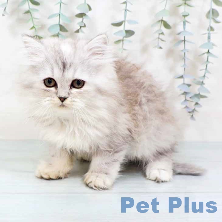 ラガマフィンの写真2