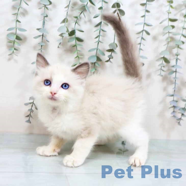 長崎県のラグドール (ペットプラス 長崎店/2025年9月20日生まれ/男の子/ブルーポイントバイカラー)の子猫の1枚目の画像