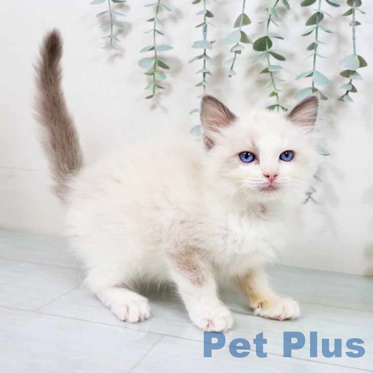 長崎県のラグドール (ペットプラス 長崎店/2025年9月20日生まれ/男の子/ブルーポイントバイカラー)の子猫の2枚目の画像