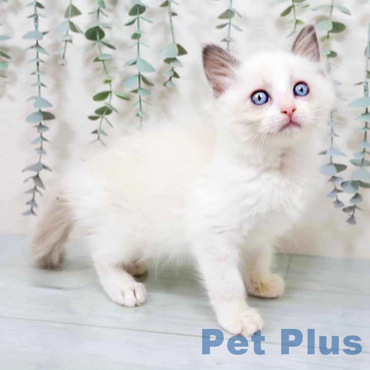 大阪府のラグドール (ペットプラス りんくう泉南店/2025年9月20日生まれ/女の子/ブルーポイントバイカラー)の子猫の1枚目の画像