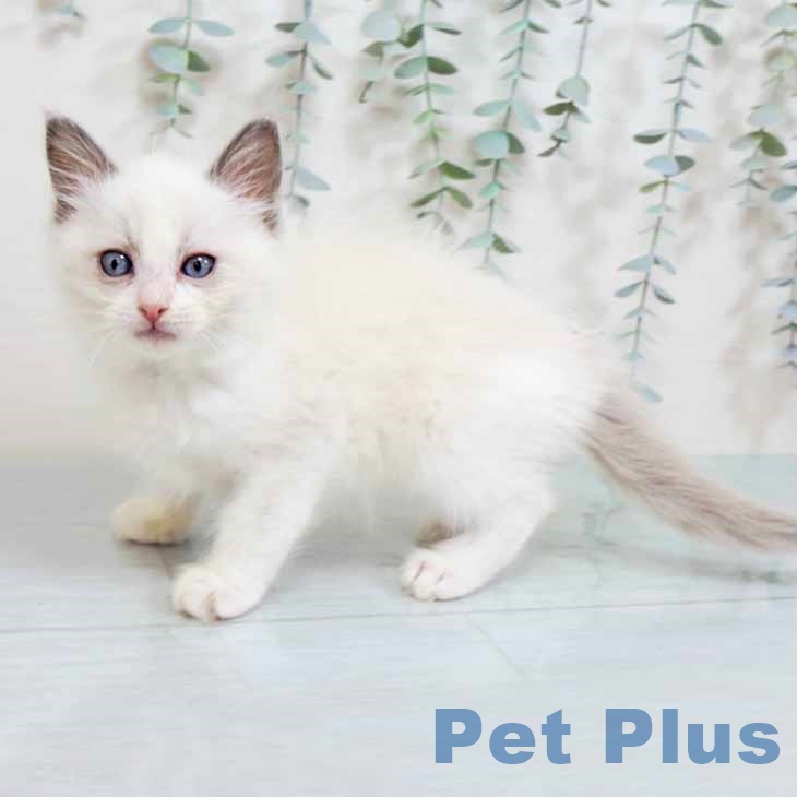大阪府のラグドール (ペットプラス りんくう泉南店/2025年9月20日生まれ/女の子/ブルーポイントバイカラー)の子猫の2枚目の画像