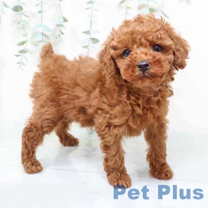 大阪府のトイプードル(トイ) (ペットプラス 大阪ドームシティ店/2025年9月26日生まれ/女の子/レッド)の子犬の1枚目の画像