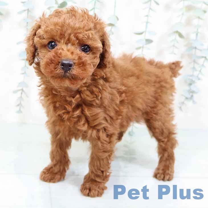 大阪府のトイプードル(トイ) (ペットプラス 大阪ドームシティ店/2025年9月26日生まれ/女の子/レッド)の子犬の2枚目の画像