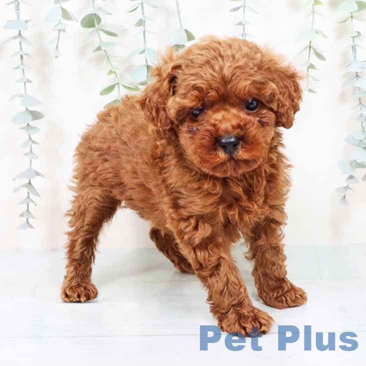 大阪府のトイプードル(トイ) (ペットプラス 四條畷店/2025年9月26日生まれ/女の子/レッド)の子犬の1枚目の画像