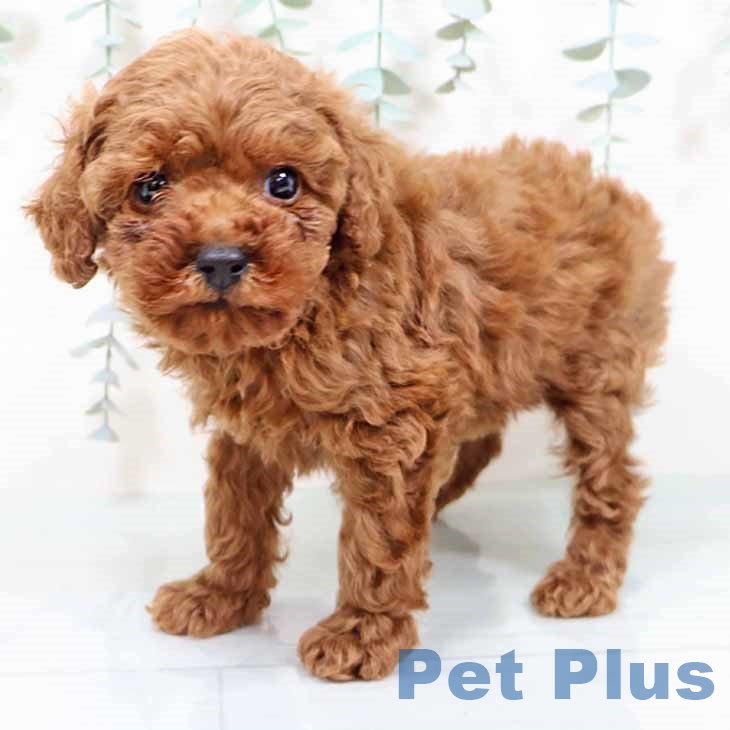 大阪府のトイプードル(トイ) (ペットプラス 四條畷店/2025年9月26日生まれ/女の子/レッド)の子犬の2枚目の画像